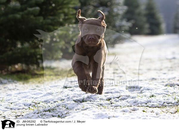 junger brauner Labrador / young brown Labrador / JM-06292