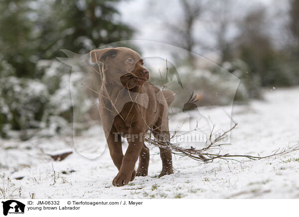 junger brauner Labrador / young brown Labrador / JM-06332