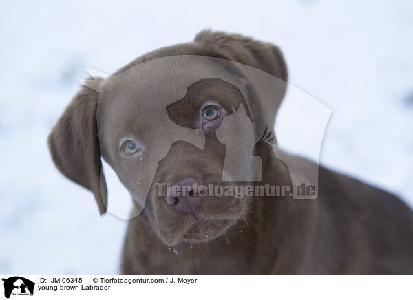 junger brauner Labrador / young brown Labrador / JM-06345