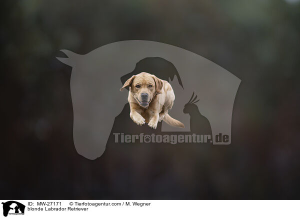 blonder Labrador Retriever / blonde Labrador Retriever / MW-27171