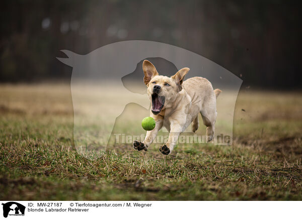 blonde Labrador Retriever / MW-27187