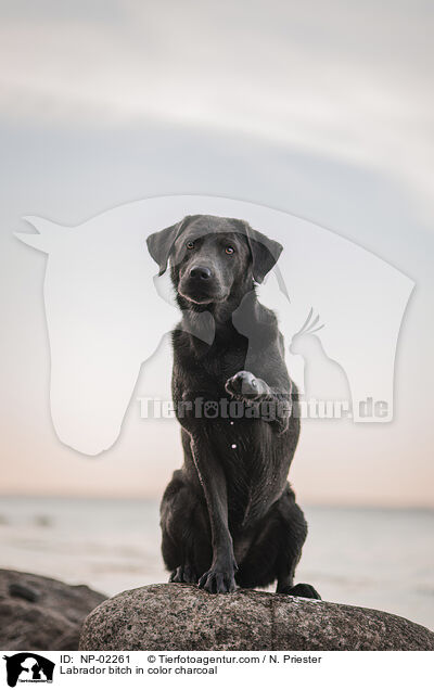 Labrador Hndin in der Farbe charcoal / Labrador bitch in color charcoal / NP-02261