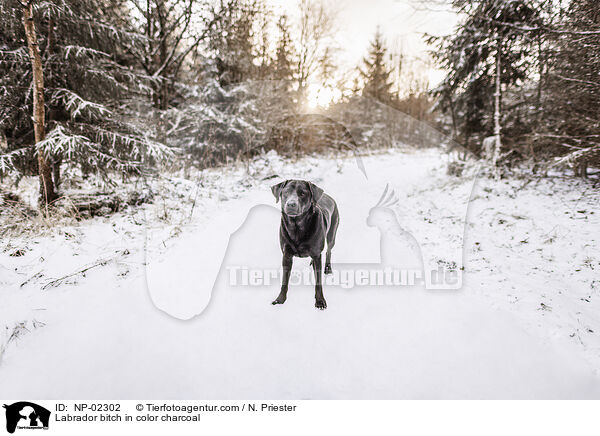 Labrador Hndin in der Farbe charcoal / Labrador bitch in color charcoal / NP-02302