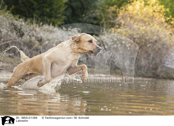 Labrador / Labrador / MAS-01388