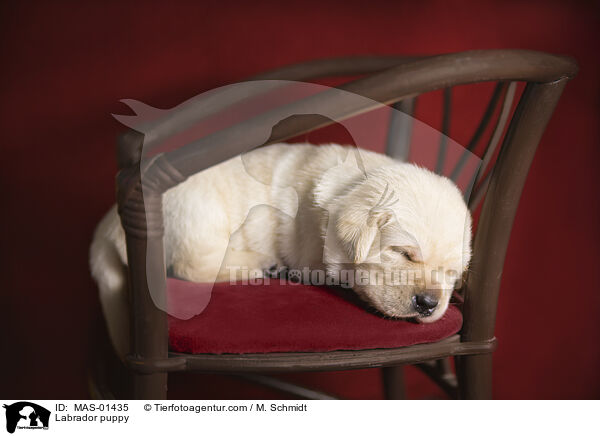 Labrador puppy / MAS-01435