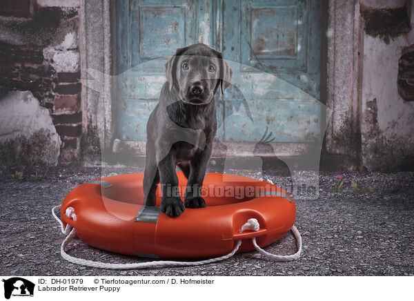 Labrador Retriever Welpe / Labrador Retriever Puppy / DH-01979