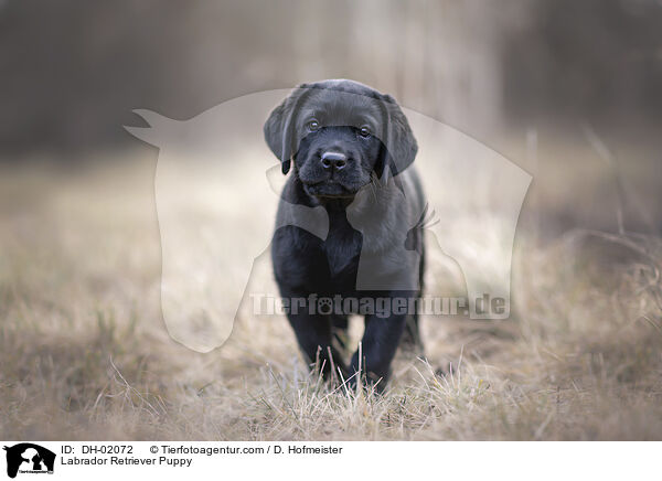 Labrador Retriever Welpe / Labrador Retriever Puppy / DH-02072