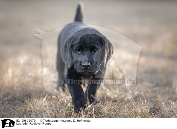 Labrador Retriever Welpe / Labrador Retriever Puppy / DH-02079