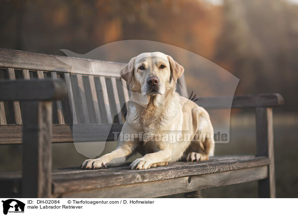 Labrador Retriever Rde / male Labrador Retriever / DH-02084