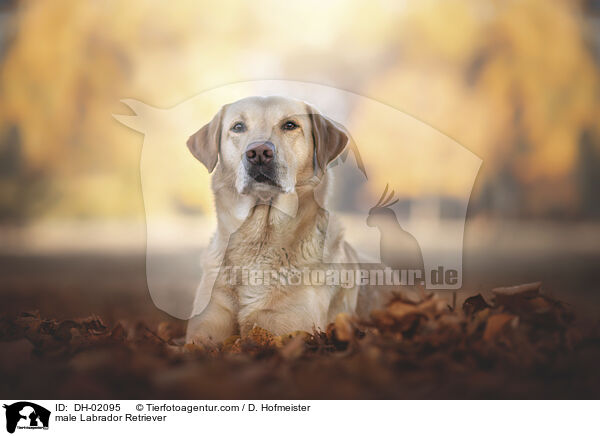 Labrador Retriever Rde / male Labrador Retriever / DH-02095