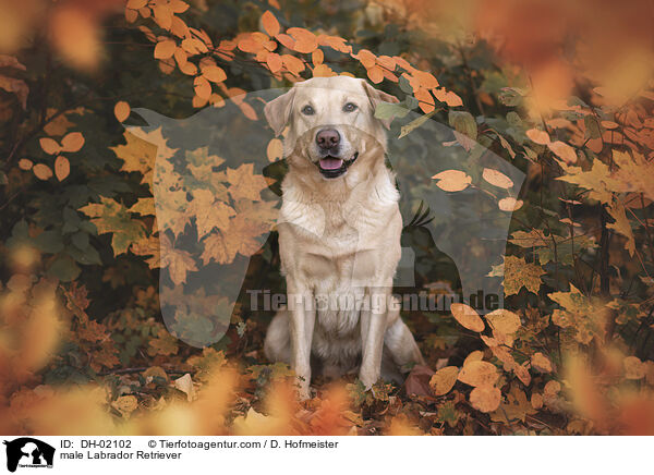 Labrador Retriever Rde / male Labrador Retriever / DH-02102