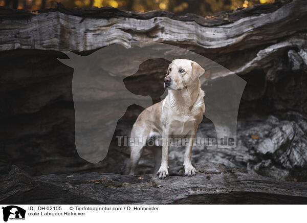 Labrador Retriever Rde / male Labrador Retriever / DH-02105