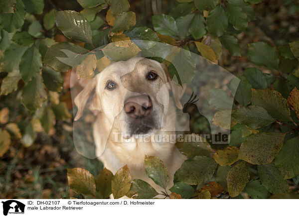 Labrador Retriever Rde / male Labrador Retriever / DH-02107