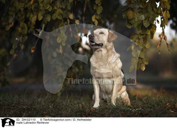 Labrador Retriever Rde / male Labrador Retriever / DH-02110