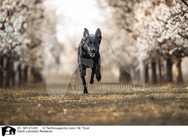 schwarzer Labrador Retriever / black Labrador Retriever / MT-01245