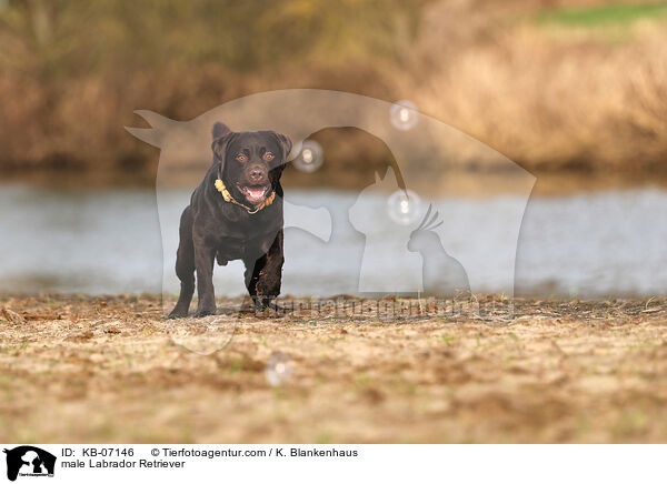 Labrador Retriever Rde / male Labrador Retriever / KB-07146