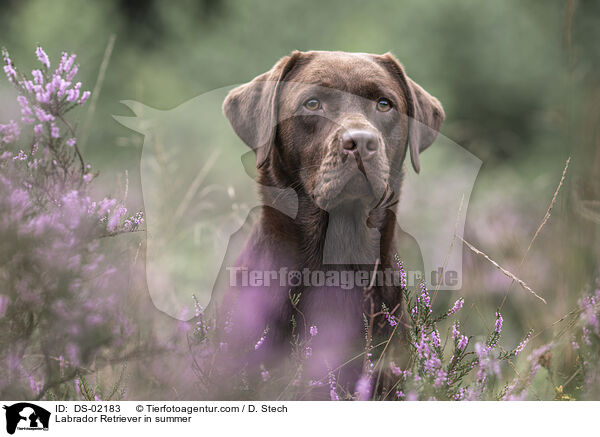 Labrador Retriever im Sommer / Labrador Retriever in summer / DS-02183