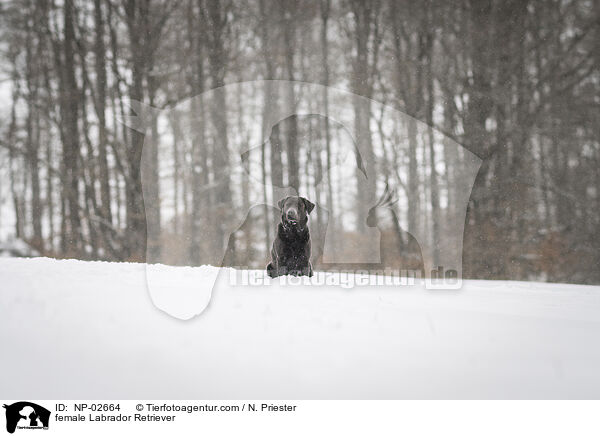 Labrador Retriever Hndin / female Labrador Retriever / NP-02664