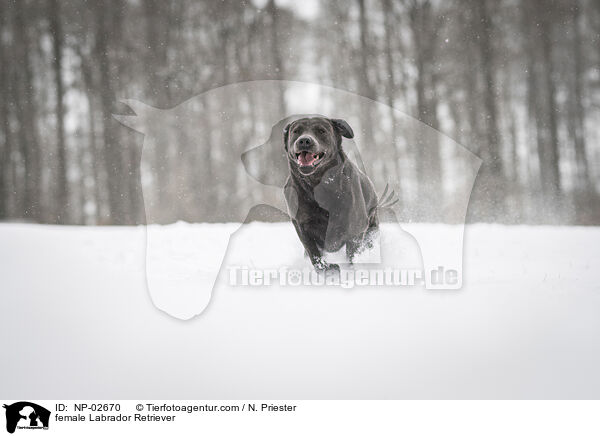 Labrador Retriever Hndin / female Labrador Retriever / NP-02670