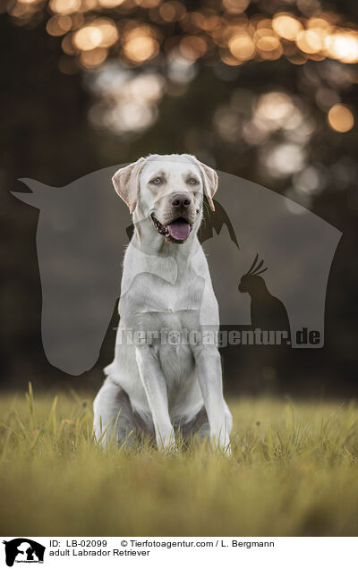 erwachsener Labrador Retriever / adult Labrador Retriever / LB-02099