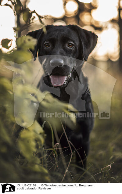 erwachsener Labrador Retriever / adult Labrador Retriever / LB-02109