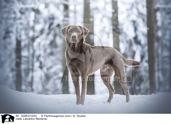 Labrador Retriever Rde / male Labrador Retriever / SGR-01024