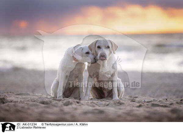 2 Labrador Retriever / 2 Labrador Retriever / AK-01234