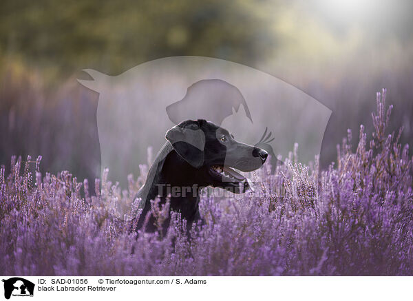 schwarzer Labrador Retriever / black Labrador Retriever / SAD-01056