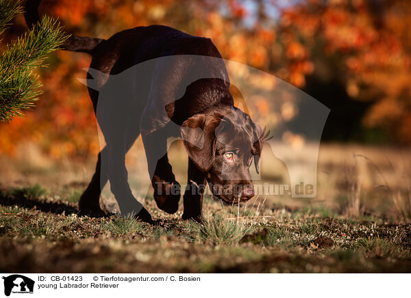 junger Labrador Retriever / young Labrador Retriever / CB-01423