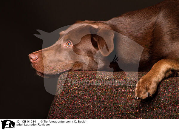 erwachsener Labrador Retriever / adult Labrador Retriever / CB-01934