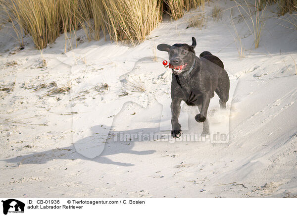 erwachsener Labrador Retriever / adult Labrador Retriever / CB-01936