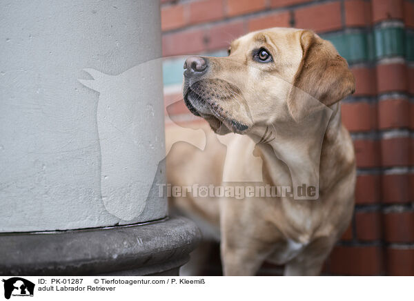 ausgewachsener Labrador Retriever / adult Labrador Retriever / PK-01287