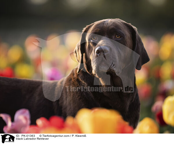 schwarzer Labrador Retriever / black Labrador Retriever / PK-01363