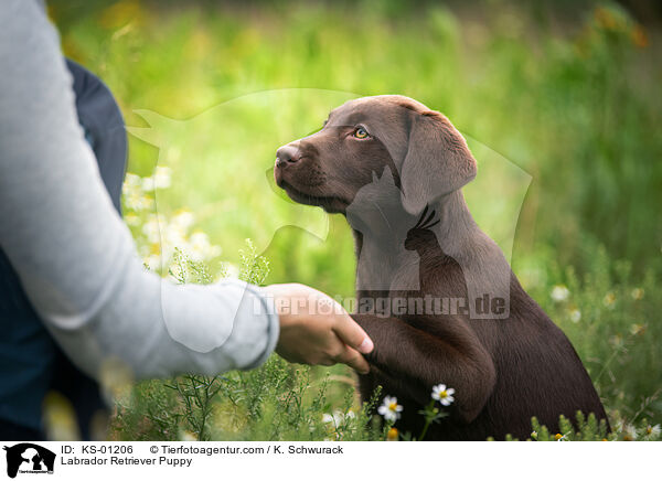Labrador Retriever Welpe / Labrador Retriever Puppy / KS-01206