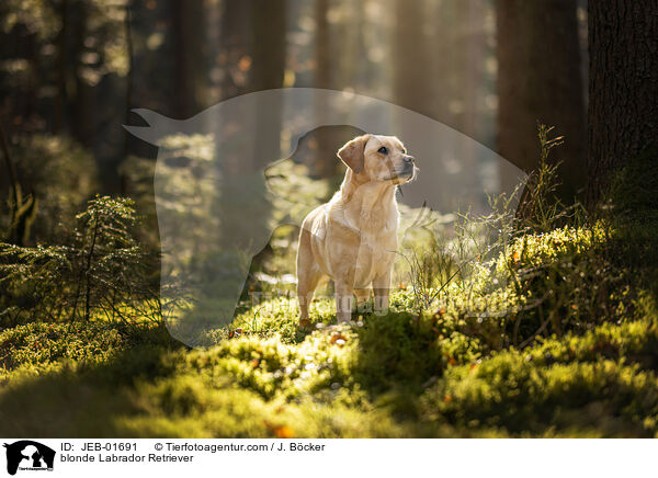 gelber Labrador Retriever / blonde Labrador Retriever / JEB-01691