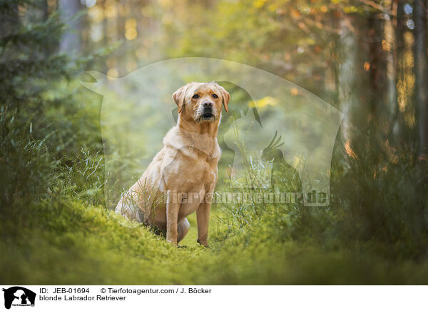 gelber Labrador Retriever / blonde Labrador Retriever / JEB-01694