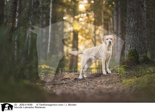 gelber Labrador Retriever / blonde Labrador Retriever / JEB-01699