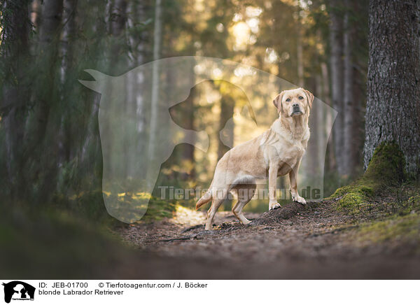 gelber Labrador Retriever / blonde Labrador Retriever / JEB-01700