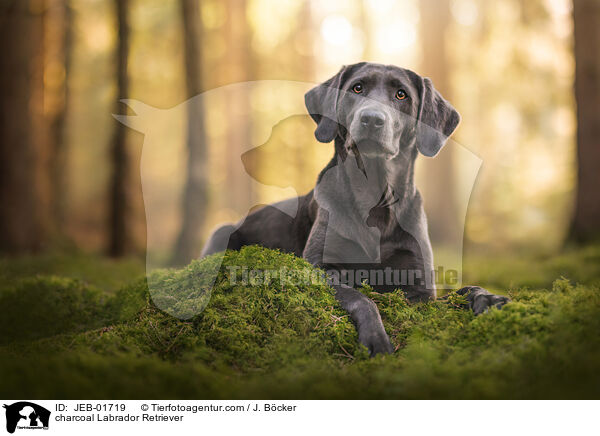 charcoal Labrador Retriever / charcoal Labrador Retriever / JEB-01719