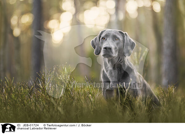 charcoal Labrador Retriever / charcoal Labrador Retriever / JEB-01724