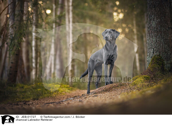 charcoal Labrador Retriever / charcoal Labrador Retriever / JEB-01727