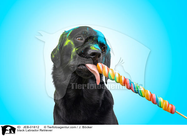 schwarzer Labrador Retriever / black Labrador Retriever / JEB-01812