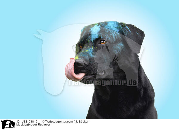 schwarzer Labrador Retriever / black Labrador Retriever / JEB-01815