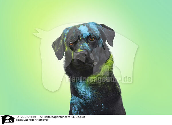 schwarzer Labrador Retriever / black Labrador Retriever / JEB-01816