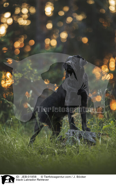 schwarzer Labrador Retriever / black Labrador Retriever / JEB-01858