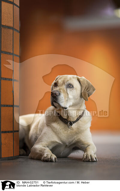 blonder Labrador Retriever / blonde Labrador Retriever / MAH-02751