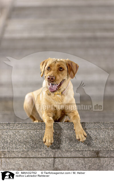 redfox Labrador Retriever / redfox Labrador Retriever / MAH-02762