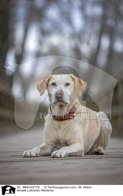 female Labrador Retriever / MAH-02778