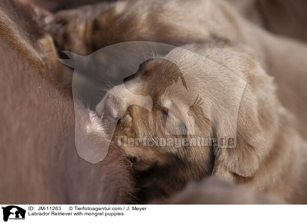 Labrador Retriever mit Mischlingswelpen / Labrador Retriever with mongrel puppies / JM-11263