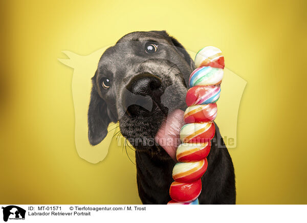 Labrador Retriever Portrait / Labrador Retriever Portrait / MT-01571